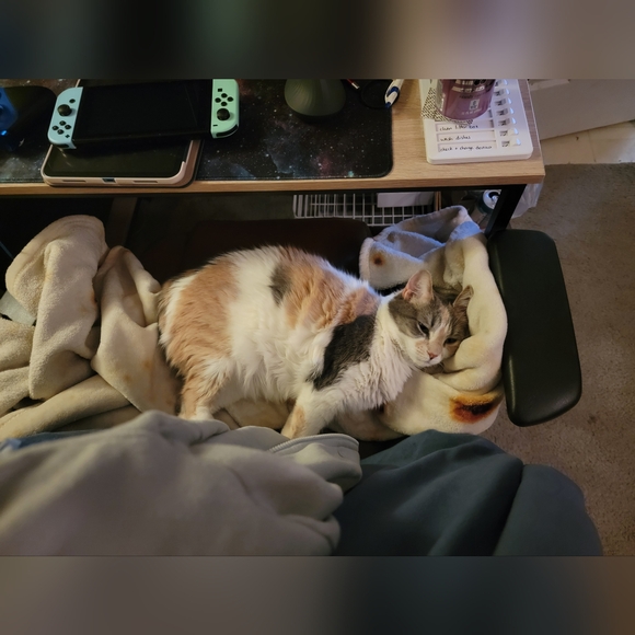 Meet your Posher, squishyfluffs - Picture 2 of 3